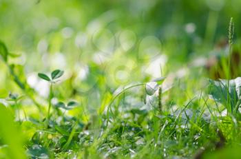 An Image of fresh green leaves. Detail of tiny growing plants. Green grass background.
