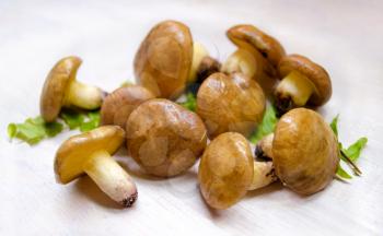 Suillus Luteus mushrooms. Variety of edible forest mushrooms Slippery Jack.