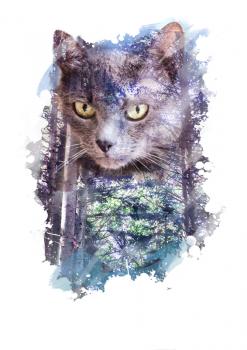 Photo-collage with the image of Russian blue cat and coniferous forest. Double exposition is isolated on a white background.