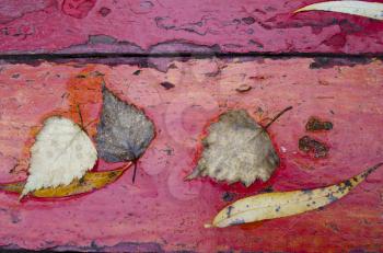 Fallen autumn leaves on the old painted wooden board. Autumn background. Close up.
