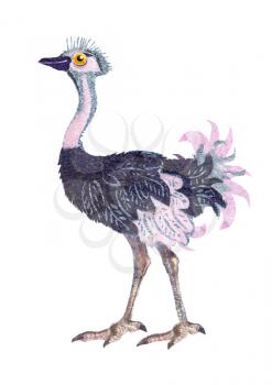 Ostrich. Hand drawing cartoon illustration isolated on white backdrop. Wildlife art for fabric, postcard, greeting card, book, T-shirt, phone case, for the children