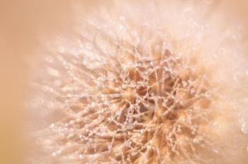 White fluffy dandelion on a blurry background. Microfoto with dew drops.
