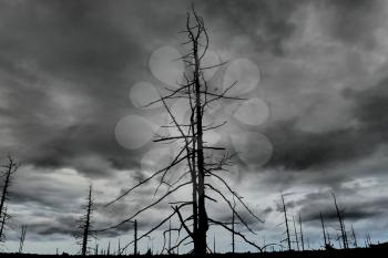 The dead forest, the dead wood burnt in cloudy weather.