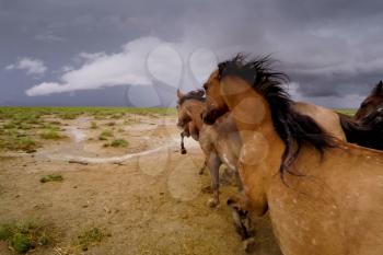 a Running forward horses on the prairies.