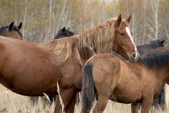 The herd of horses in autumn on pasture, grazing horses.
