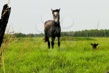 The horse grazes on the meadow. grazing horses
