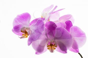 Fresh pink phalaenopsis orchids branch on white background. Flower frame. Flower background. Flower bouquet. Greeting card. Mothers day. Place for text. Copy space. Orchids