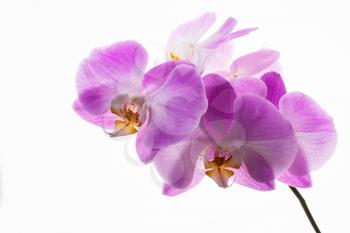 Phalaenopsis orchids branch on white background. Flower frame. Flower background. Flower bouquet. Greeting card. Mothers day. Place for text. Copy space. Orchids