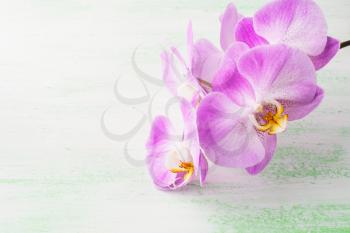 Pink phalaenopsis orchids branch . Flower frame. Flower background. Flower bouquet. Greeting card. Mothers day. Place for text. Copy space. Orchids