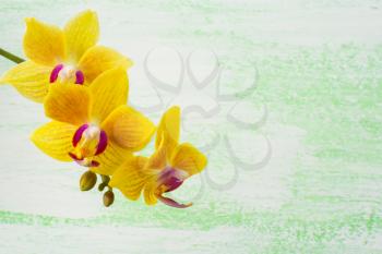 Yellow phalaenopsis orchids branch background. Flower frame. Flower background. Flower bouquet. Greeting card. Mothers day. Place for text. Copy space. Orchids