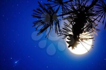 Defocused pine branch and full moon on the night sky. Full Moon. Moon and star. Night sky. Mystic moon. Moon background