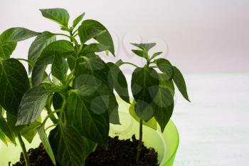 Young paprika plant, close up, copy space. Ecology concept. Green leaf. Green leaves. Green plant. Plant pot. Green sprout Young plant. Growing plant. Baby plant