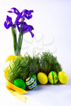 Easter eggs in fresh green grass with a yellow satin ribbon and purple iris flowers on white background. Easter background. Easter symbol. Easter hunt. Copy space