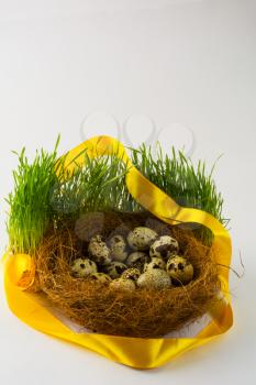Wild bird eggs in a nest in fresh green grass with a yellow satin ribbon on white background. Easter background. Easter symbol. Top view with copy space. Vertical