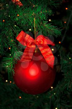 Christmas tree decorated with red bauble hanging. Christmas tree and Christmas decoration.