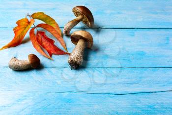 Fall background with forest picking mushrooms and fall leaves. Forest mushrooms on the blue wooden background.  Copy space.