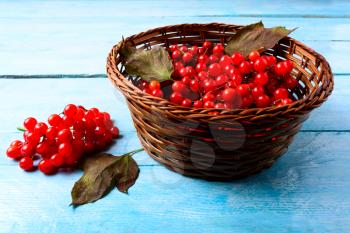 Forest berries in wicker basket on blue wooden table. Wild ripe berries in basket. 