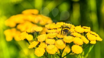 Honeybee on yellow flower in the summer meadow, selective focus. Beautiful green field landscape