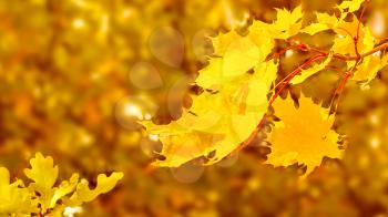 Maple branch with yellow leaves on fall background copy space. Fall leaves background.