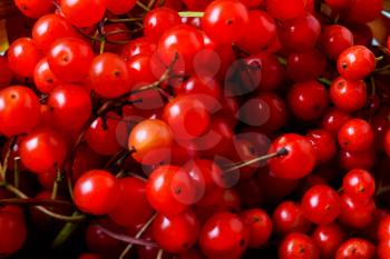 Red viburnum berries selective focus. Ripe red forest berries top view. Fall seasonal berry.