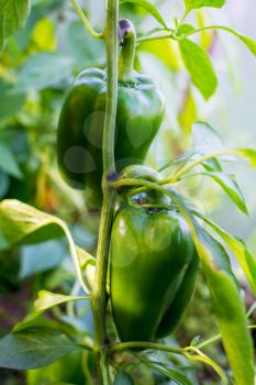 Ripe bell pepper growing in garden. Cultivated fresh vegetables. Bell paper in vegetable garden.