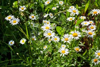 Summer field of white daisies. Beautiful landscape with daisies in the sunlight. White flowers in the meadow.