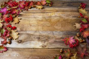 Thanksgiving background with berries, acorn and fall oak leaves. Thanksgiving greeting with seasonal symbols. Copy space.