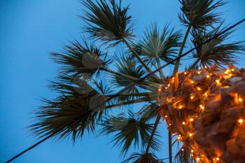 A tall palm tree standing high. Artificial electrical lights glittering around the trunk. A stranded cable wire passing through the leaves. Garden beautification ideas