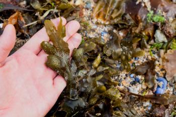 Seaweed in the hand above sea water. Sea food in the hand. Raw vegetarian food. Closeup view of seaweed in the hand. Ocean plants in the human hand.