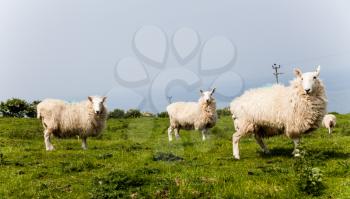 Herd of sheep on green pasture in the countryside. Green fields in the mountains with grazing sheep and blue sky. Farms' animals standing in amongst a flock in a field