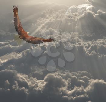 Eagle in Flight Above the Clouds