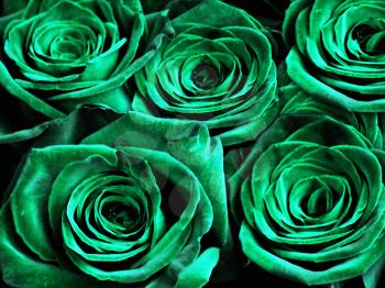 Colorful rose composition in green. 3D rendering