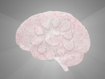 Human brain model. 3D rendering