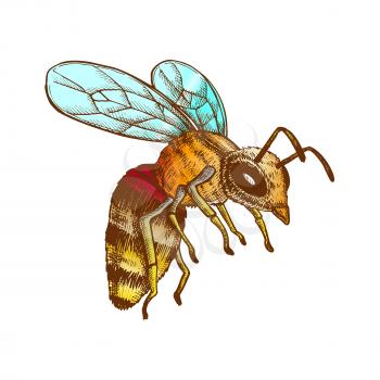 Flying Honey Bee Insect Gathering Nectar Vector. Bee With Wing And Feeler. Fly Animal Honeybee Nature Pollinates Flower And Tree For Better Plant. Color illustration