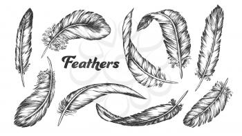 Collection of Different Feathers Set Ink Vector. Standing, Flying And Lying Fluffy Bird Feathers. Epidermal Growths Form Distinctive Outer Covering Or Plumage. Monochrome Hand Drawn Illustrations