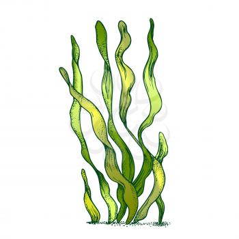 Underwater Organism Algae Seaweed Doodle Vector. Algae Organic Leaf Branch Exotic Spirulina Plant Ornamental Aquarium Decoration Concept. Designed In Retro Style Mockup Monochrome Illustration