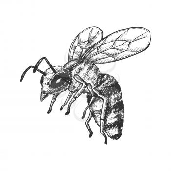 Flying Honey Bee Insect Gathering Nectar Vector. Bee With Wing And Feeler. Fly Animal Honeybee Nature Pollinates Flower And Tree For Better Plant. Monochrome Designed Cartoon illustration