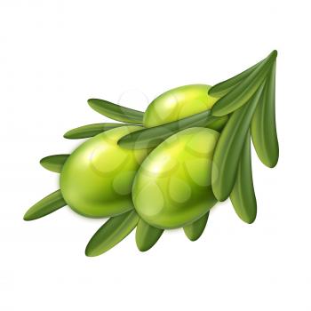Olive Natural Agricultural Tree Branch Vector. Delicious Raw Green Olive Berries And Leaves, Oil Organic Ingredient And Vegetarian Nutrition. Agriculture Harvest Template Realistic 3d Illustration