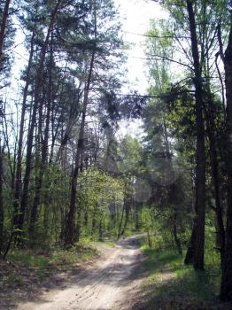 Forest in the countryside, trees and bushes