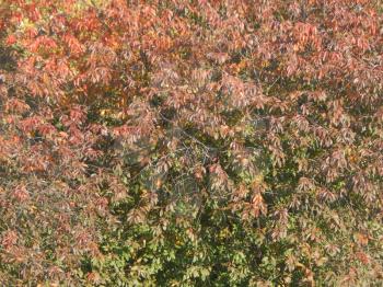 Autumn tree foliage texture