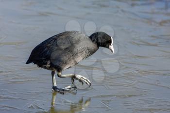 Coot (Fulcia atra) Gingerly Walking on the Ice