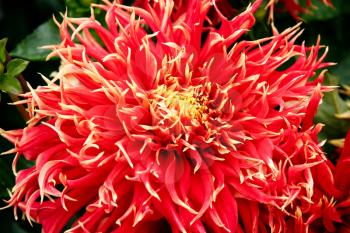 A Magnificent Red Dahlia in Butchart Gardens