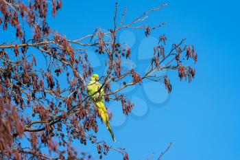 Parakeet Perched on a Tree in London