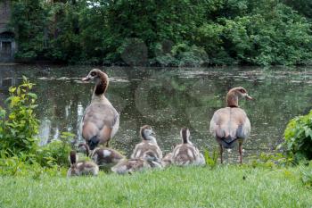 Egyptian Geese (alopochen aegyptiacus) with Goslings