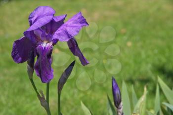 Iris (irideae) flowering in an english garden