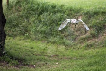 Barn Owl (Tyto alba) in Flight
