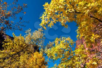 Golden Leaves against a Blue Sky
