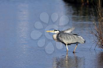 Grey Heron (Ardea cinerea) Walking into the Water