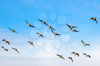 Greylag Geese (Anser anser) in Flight