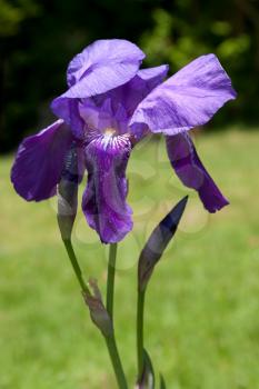 Iris (Irideae) Flowering in an English Garden
